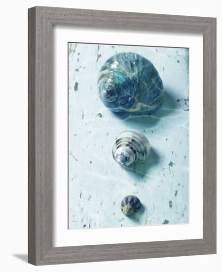 Three Seashells-null-Framed Photographic Print