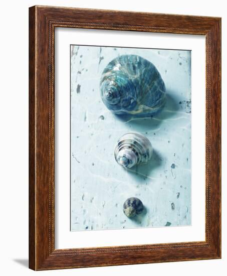 Three Seashells-null-Framed Photographic Print