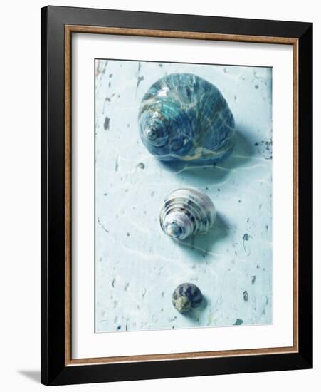 Three Seashells-null-Framed Photographic Print