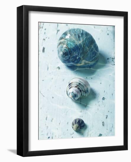 Three Seashells-null-Framed Photographic Print