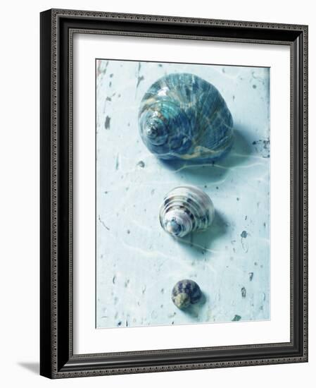 Three Seashells-null-Framed Photographic Print