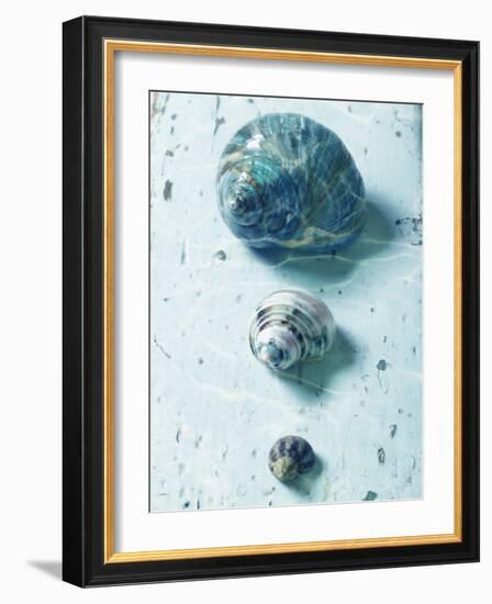 Three Seashells-null-Framed Photographic Print