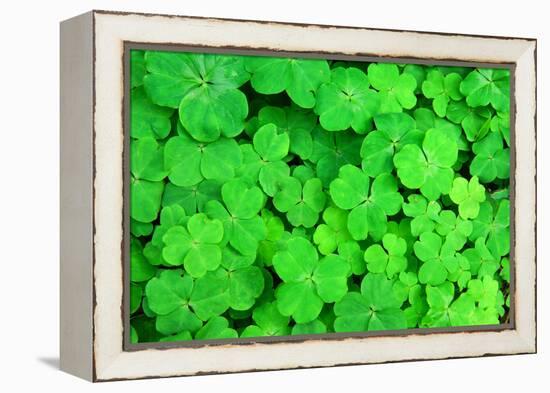 Three Shamrock Leaves in a Clover Patch-kenny001-Framed Premier Image Canvas