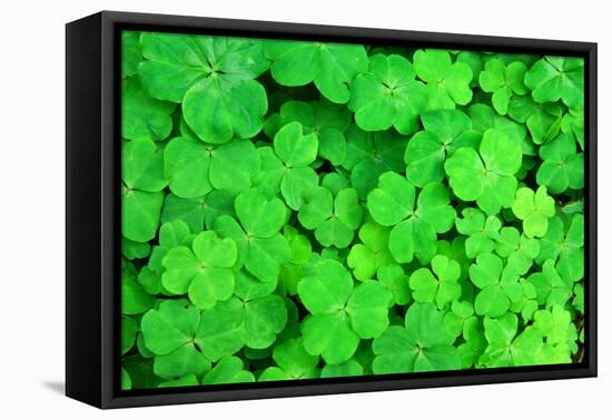 Three Shamrock Leaves in a Clover Patch-kenny001-Framed Premier Image Canvas