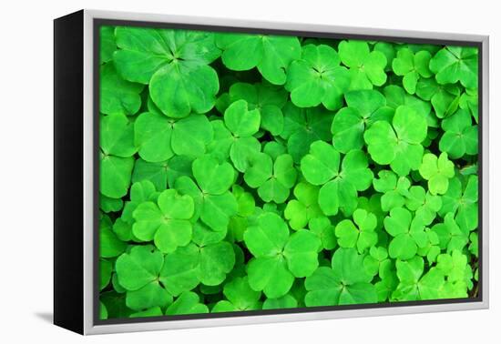 Three Shamrock Leaves in a Clover Patch-kenny001-Framed Premier Image Canvas