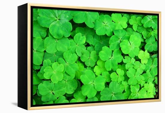 Three Shamrock Leaves in a Clover Patch-kenny001-Framed Premier Image Canvas