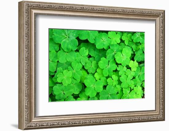 Three Shamrock Leaves in a Clover Patch-kenny001-Framed Photographic Print