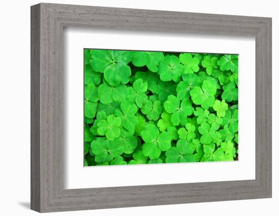 Three Shamrock Leaves in a Clover Patch-kenny001-Framed Photographic Print