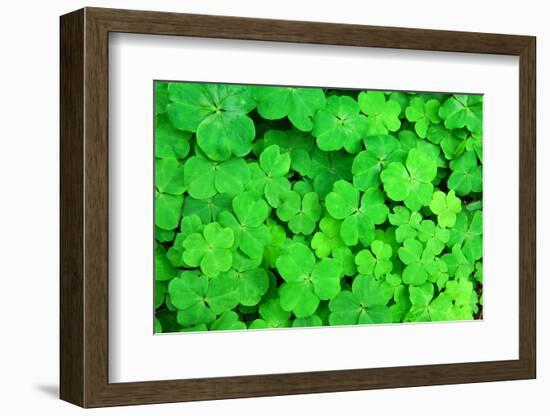 Three Shamrock Leaves in a Clover Patch-kenny001-Framed Photographic Print