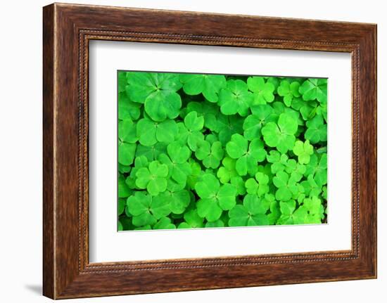 Three Shamrock Leaves in a Clover Patch-kenny001-Framed Photographic Print