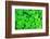 Three Shamrock Leaves in a Clover Patch-kenny001-Framed Photographic Print