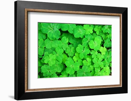 Three Shamrock Leaves in a Clover Patch-kenny001-Framed Photographic Print