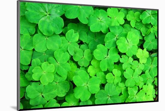Three Shamrock Leaves in a Clover Patch-kenny001-Mounted Photographic Print
