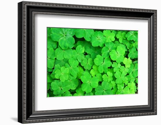Three Shamrock Leaves in a Clover Patch-kenny001-Framed Photographic Print