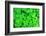 Three Shamrock Leaves in a Clover Patch-kenny001-Framed Photographic Print