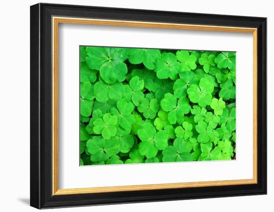 Three Shamrock Leaves in a Clover Patch-kenny001-Framed Photographic Print