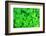 Three Shamrock Leaves in a Clover Patch-kenny001-Framed Photographic Print