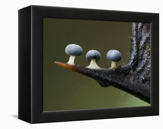 Three Slime mould sporangia growing along spike of Holly, UK-Andy Sands-Framed Premier Image Canvas