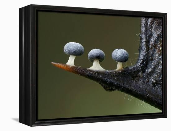 Three Slime mould sporangia growing along spike of Holly, UK-Andy Sands-Framed Premier Image Canvas