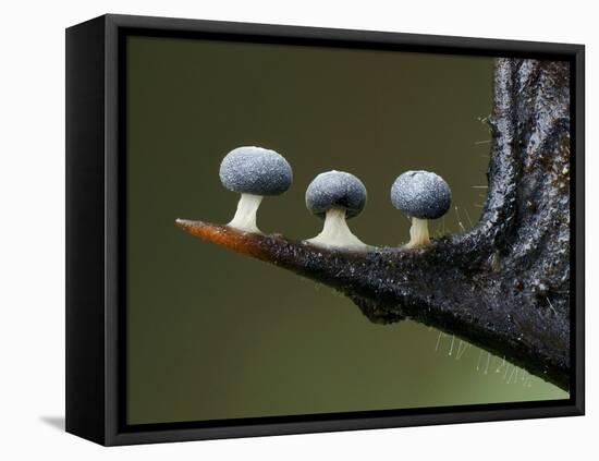 Three Slime mould sporangia growing along spike of Holly, UK-Andy Sands-Framed Premier Image Canvas