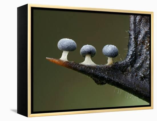 Three Slime mould sporangia growing along spike of Holly, UK-Andy Sands-Framed Premier Image Canvas