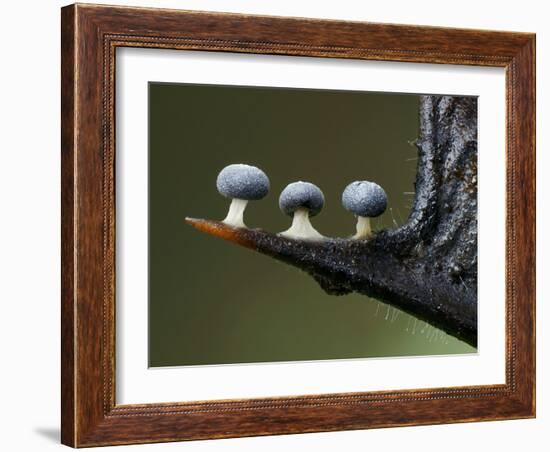 Three Slime mould sporangia growing along spike of Holly, UK-Andy Sands-Framed Photographic Print