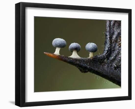 Three Slime mould sporangia growing along spike of Holly, UK-Andy Sands-Framed Photographic Print