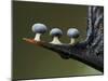 Three Slime mould sporangia growing along spike of Holly, UK-Andy Sands-Mounted Photographic Print