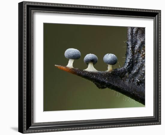 Three Slime mould sporangia growing along spike of Holly, UK-Andy Sands-Framed Photographic Print