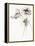 Three Somniferums Poppies Neutral-Shirley Novak-Framed Stretched Canvas