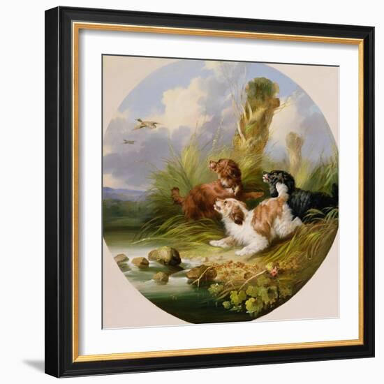 Three Spaniels Flushing Mallard-George Armfield-Framed Giclee Print