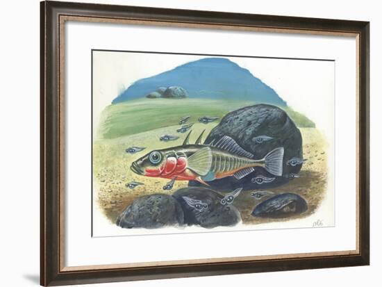 Three-Spined Stickleback Gasterosteus Aculeatus, Male with Fries-null-Framed Giclee Print