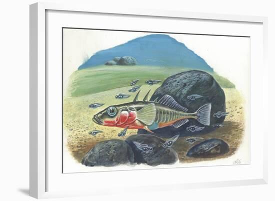 Three-Spined Stickleback Gasterosteus Aculeatus, Male with Fries-null-Framed Giclee Print