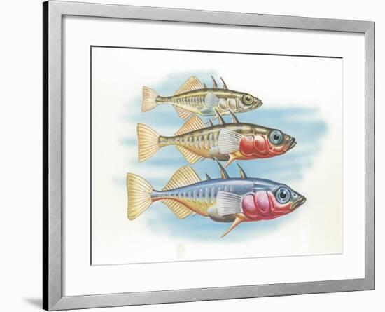 Three-Spined Stickleback Gasterosteus Aculeatus, Males Changing Color in Breeding Season-null-Framed Giclee Print