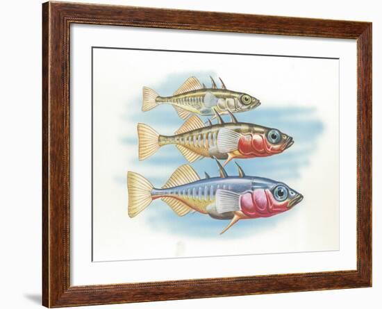 Three-Spined Stickleback Gasterosteus Aculeatus, Males Changing Color in Breeding Season-null-Framed Giclee Print