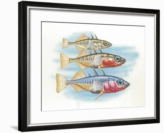 Three-Spined Stickleback Gasterosteus Aculeatus, Males Changing Color in Breeding Season-null-Framed Giclee Print