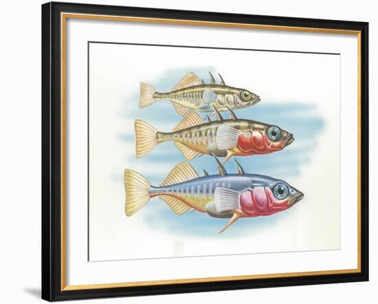 Three-Spined Stickleback Gasterosteus Aculeatus, Males Changing Color in Breeding Season-null-Framed Giclee Print