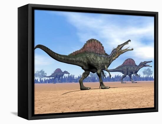 Three Spinosaurus Dinosaurs Walking in the Desert-null-Framed Stretched Canvas