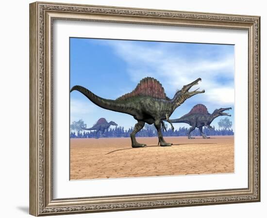 Three Spinosaurus Dinosaurs Walking in the Desert-null-Framed Art Print