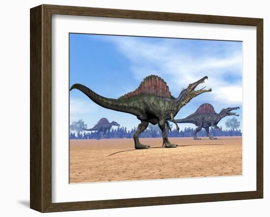 Three Spinosaurus Dinosaurs Walking in the Desert-null-Framed Art Print