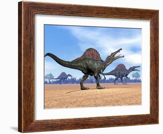 Three Spinosaurus Dinosaurs Walking in the Desert-null-Framed Art Print