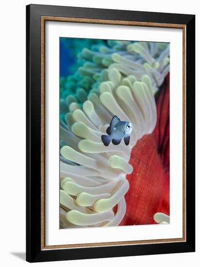 Three-Spot Damsel Fish (Dascyllus Trimaculatus)-Mark Doherty-Framed Photographic Print