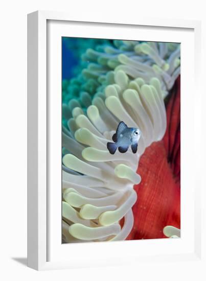 Three-Spot Damsel Fish (Dascyllus Trimaculatus)-Mark Doherty-Framed Photographic Print