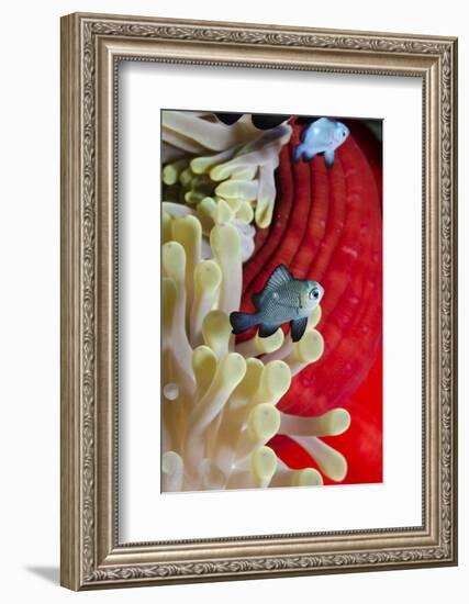 Three-Spot Damsel Fish (Dascyllus Trimaculatus)-Mark Doherty-Framed Photographic Print