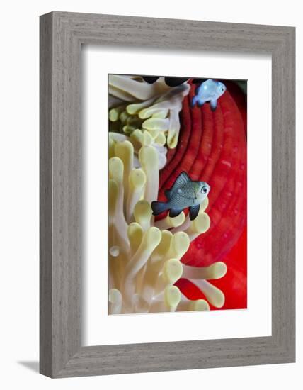 Three-Spot Damsel Fish (Dascyllus Trimaculatus)-Mark Doherty-Framed Photographic Print