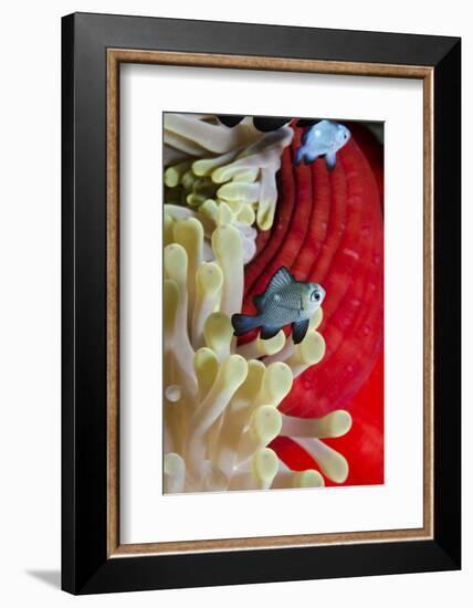 Three-Spot Damsel Fish (Dascyllus Trimaculatus)-Mark Doherty-Framed Photographic Print