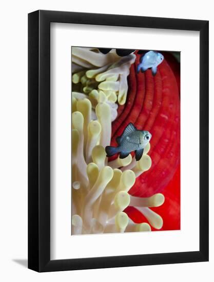 Three-Spot Damsel Fish (Dascyllus Trimaculatus)-Mark Doherty-Framed Photographic Print