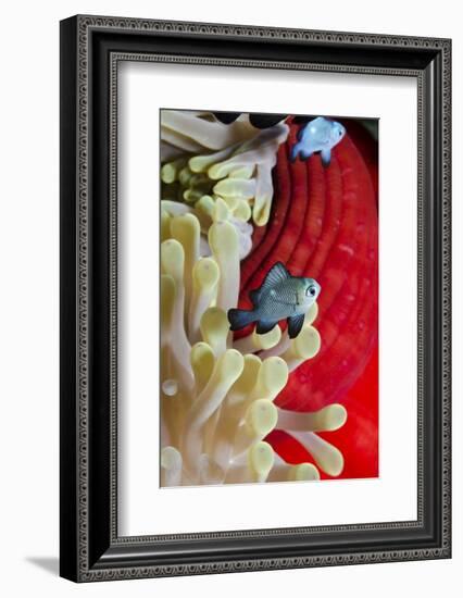 Three-Spot Damsel Fish (Dascyllus Trimaculatus)-Mark Doherty-Framed Photographic Print