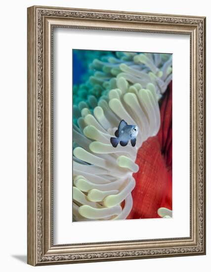 Three-Spot Damsel Fish (Dascyllus Trimaculatus)-Mark Doherty-Framed Photographic Print