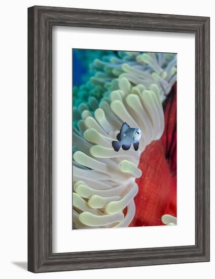 Three-Spot Damsel Fish (Dascyllus Trimaculatus)-Mark Doherty-Framed Photographic Print